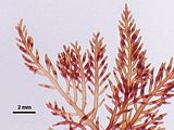 4 - Ramificazioni distali con tetrasporocisti
